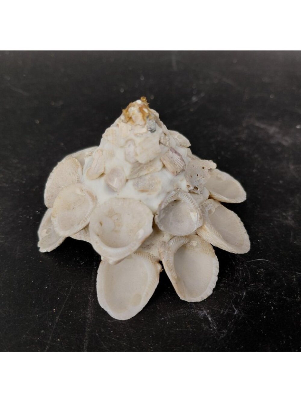 Seashell Barnacle Cluster Decorative Balls Set 2 Nautical Multicolor Beach Decor - Picture 6 of 16